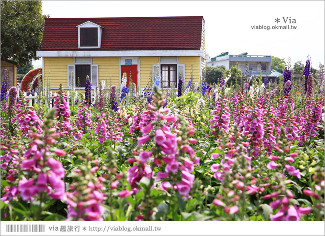 中社觀光花市》台中中社花海｜迷人的花海賞不完～百合花盛開中！