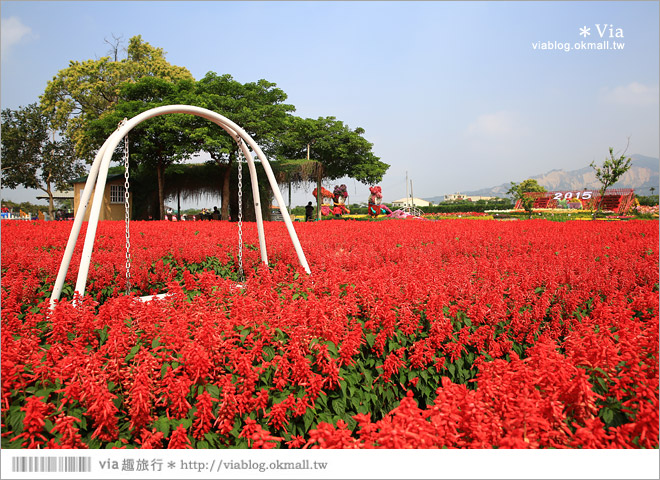 中社觀光花市》台中中社花海｜迷人的花海賞不完～百合花盛開中！