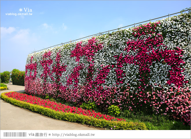 中社觀光花市》台中中社花海｜迷人的花海賞不完～百合花盛開中！