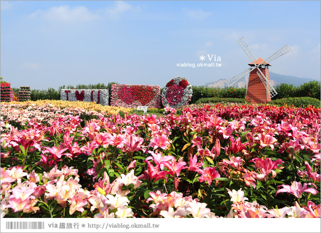 中社觀光花市》台中中社花海｜迷人的花海賞不完～百合花盛開中！