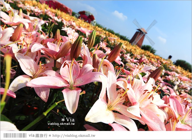 中社觀光花市》台中中社花海｜迷人的花海賞不完～百合花盛開中！