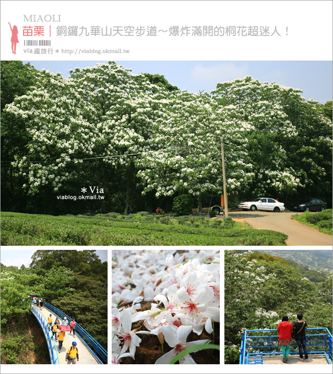 苗栗桐花祭》九華山天空步道～超美！爆炸滿開的油桐花～苗栗桐花步道推薦！