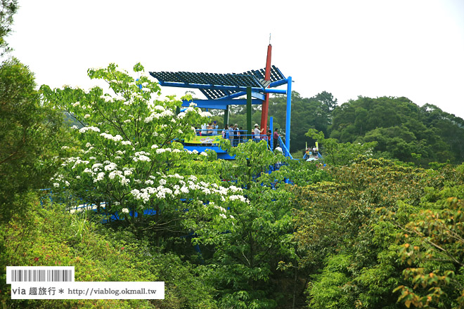 苗栗桐花祭》九華山天空步道～超美！爆炸滿開的油桐花～苗栗桐花步道推薦！