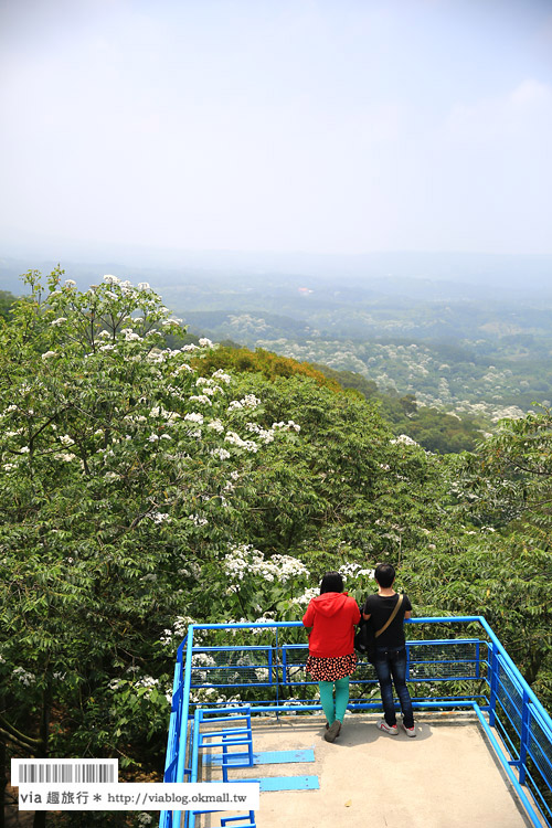 苗栗桐花祭》九華山天空步道～超美！爆炸滿開的油桐花～苗栗桐花步道推薦！