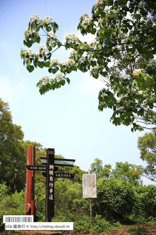 苗栗桐花祭》九華山天空步道～超美！爆炸滿開的油桐花～苗栗桐花步道推薦！