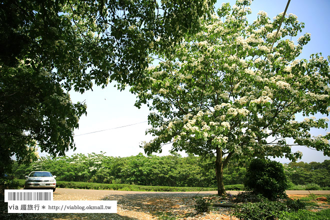 苗栗桐花祭》九華山天空步道～超美！爆炸滿開的油桐花～苗栗桐花步道推薦！