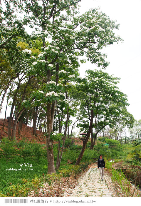 嘉義油桐花》嘉義梅山橫山坪休閒園區～油桐花盛開！今年的第一抹油桐花地毯