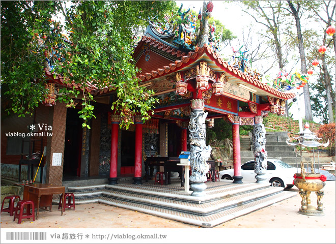 嘉義油桐花》嘉義梅山橫山坪休閒園區～油桐花盛開！今年的第一抹油桐花地毯