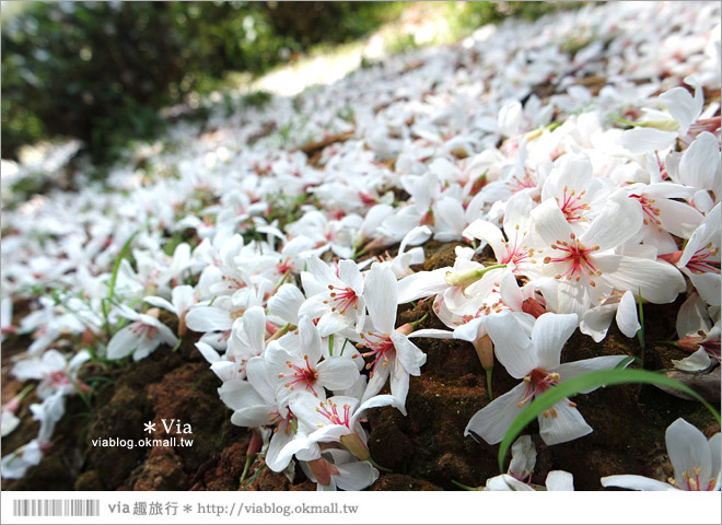 微單眼相機推薦》2015新上市～SAMSUNG NX3300‧女子旅人的白系微單眼‧輕鮮登場