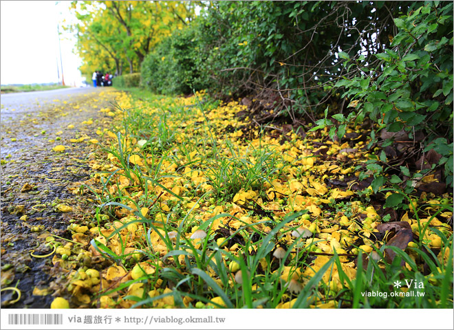 嘉義阿勃勒大道》六腳鄉蒜頭自行車道～爆紅的黃金地毯美景