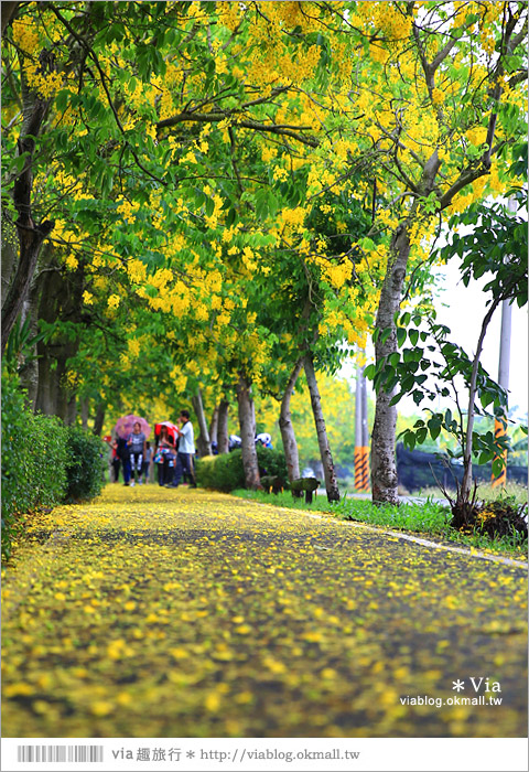 嘉義阿勃勒大道》六腳鄉蒜頭自行車道～爆紅的黃金地毯美景