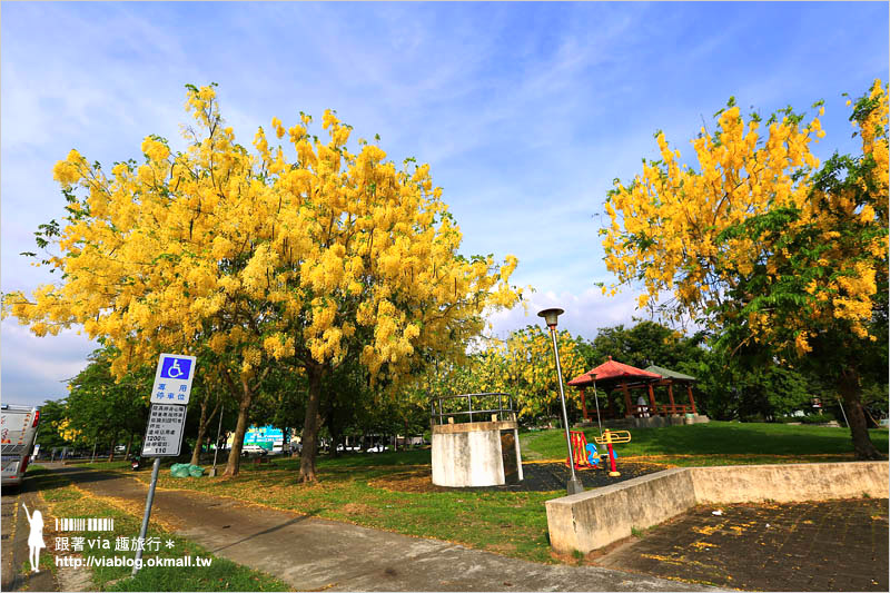 台中阿勃勒秘境》台中東區東光路～夏日限定的金鍊花美景！炸滿的豔黃美極了！