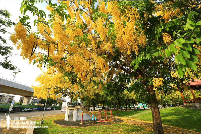 台中阿勃勒秘境》台中東區東光路～夏日限定的金鍊花美景！炸滿的豔黃美極了！