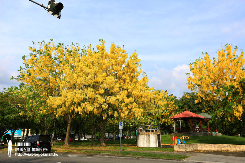 台中阿勃勒秘境》台中東區東光路～夏日限定的金鍊花美景！炸滿的豔黃美極了！