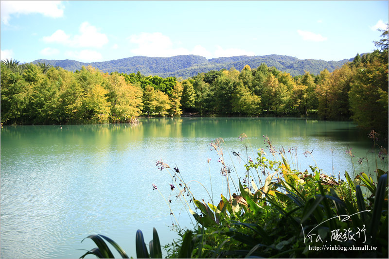 花蓮雲山水》花蓮景點推薦「雲山水」～夢幻湖畔散步‧落羽松微轉紅好迷人！