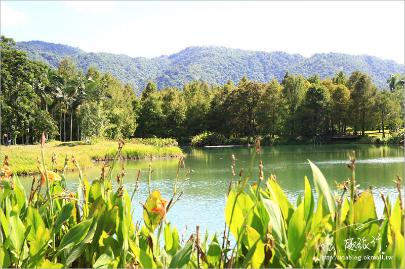 花蓮雲山水》花蓮景點推薦「雲山水」～夢幻湖畔散步‧落羽松微轉紅好迷人！