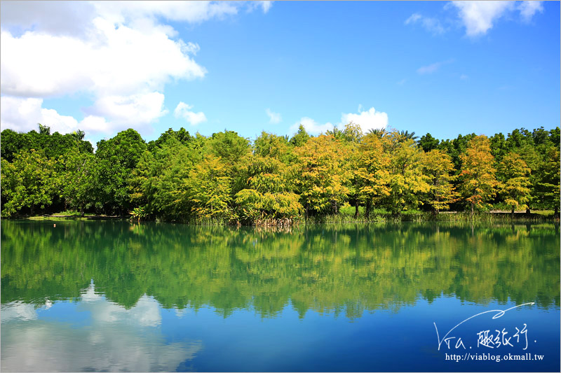 花蓮雲山水》花蓮景點推薦「雲山水」～夢幻湖畔散步‧落羽松微轉紅好迷人！