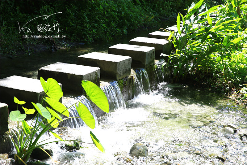 花蓮雲山水》花蓮景點推薦「雲山水」～夢幻湖畔散步‧落羽松微轉紅好迷人！