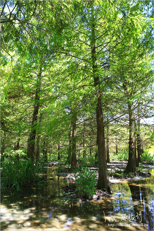 花蓮雲山水》花蓮景點推薦「雲山水」～夢幻湖畔散步‧落羽松微轉紅好迷人！