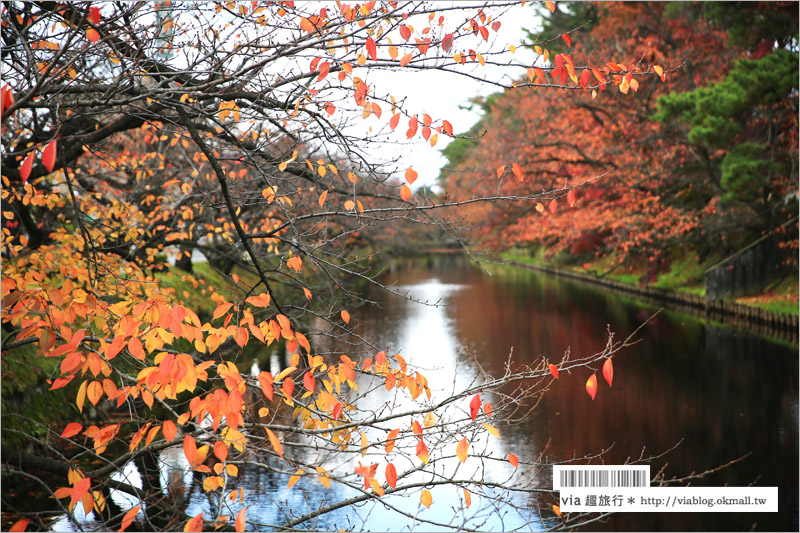 青森賞楓》青森紅葉景點～弘前城‧不止櫻花季美！紅葉季也是緋紅迷人的旅點！