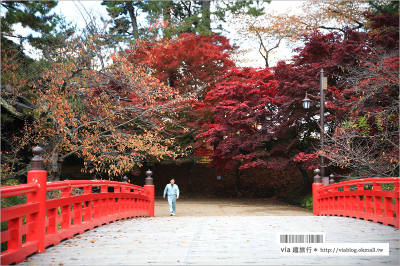 青森賞楓》青森紅葉景點～弘前城‧不止櫻花季美！紅葉季也是緋紅迷人的旅點！