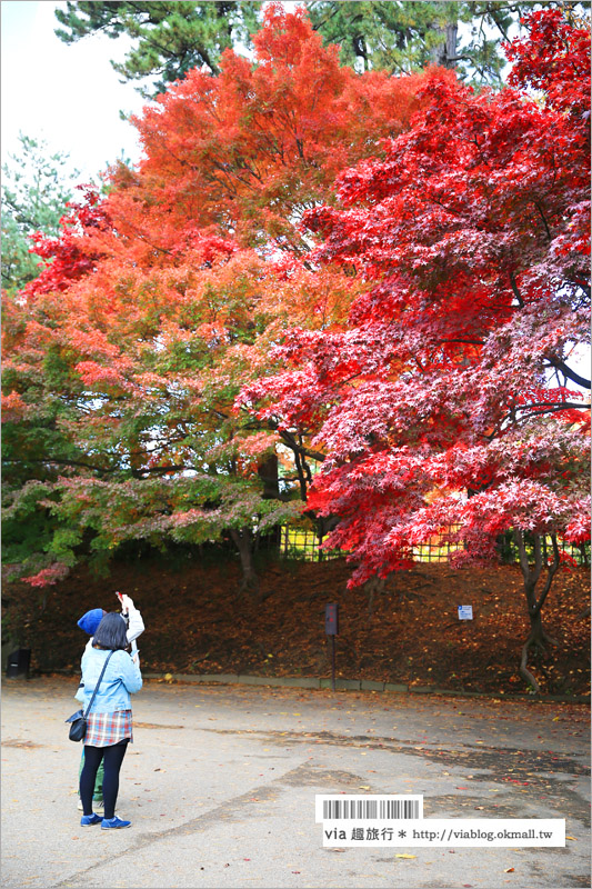 青森賞楓》青森紅葉景點～弘前城‧不止櫻花季美！紅葉季也是緋紅迷人的旅點！