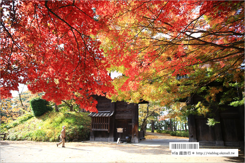 青森賞楓》青森紅葉景點～弘前城‧不止櫻花季美！紅葉季也是緋紅迷人的旅點！