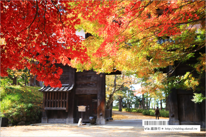 青森賞楓》青森紅葉景點～弘前城‧不止櫻花季美！紅葉季也是緋紅迷人的旅點！