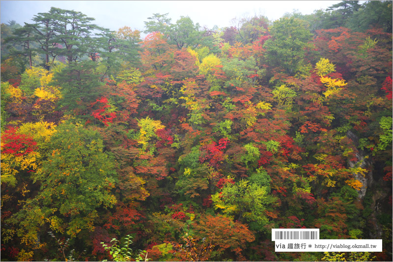 日本東北賞楓》宮城‧嗚子峽紅葉狩～絕美的紅葉山巒，必賞的東北紅葉景點！