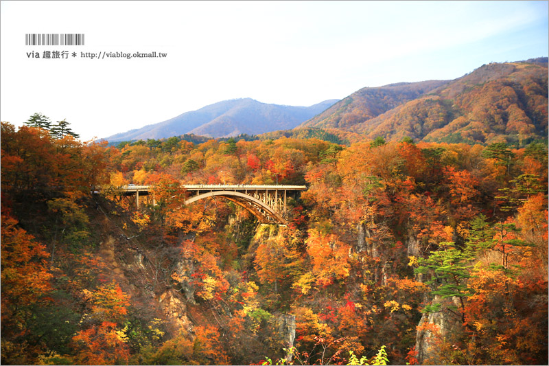 日本東北賞楓》宮城‧嗚子峽紅葉狩～絕美的紅葉山巒，必賞的東北紅葉景點！