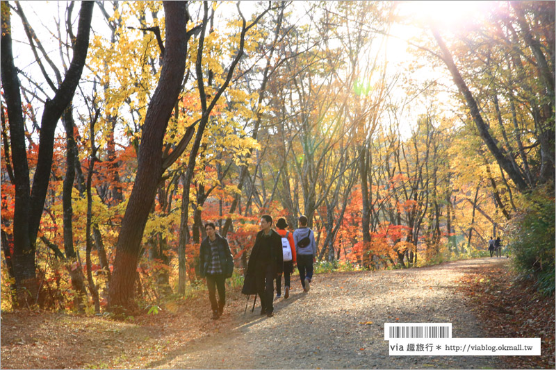 日本東北賞楓》宮城‧嗚子峽紅葉狩～絕美的紅葉山巒，必賞的東北紅葉景點！