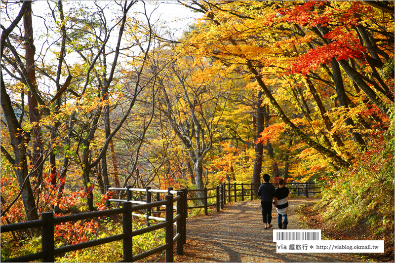 日本東北賞楓》宮城‧嗚子峽紅葉狩～絕美的紅葉山巒，必賞的東北紅葉景點！