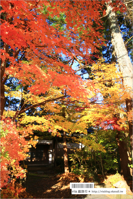 秋田角館旅遊》角館武家屋敷賞楓～『奧州小京都』秋季紅葉綻放～七彩繽紛的角館美極了！