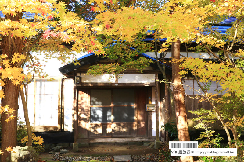 秋田角館旅遊》角館武家屋敷賞楓～『奧州小京都』秋季紅葉綻放～七彩繽紛的角館美極了！