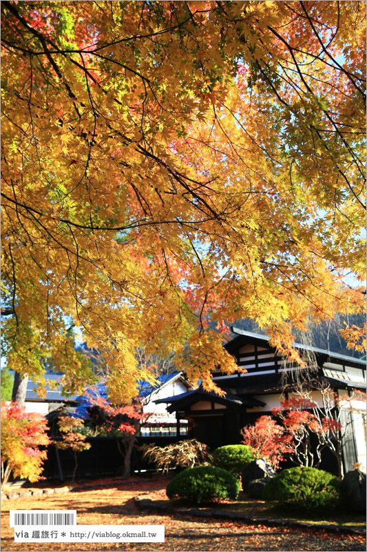 秋田角館旅遊》角館武家屋敷賞楓～『奧州小京都』秋季紅葉綻放～七彩繽紛的角館美極了！