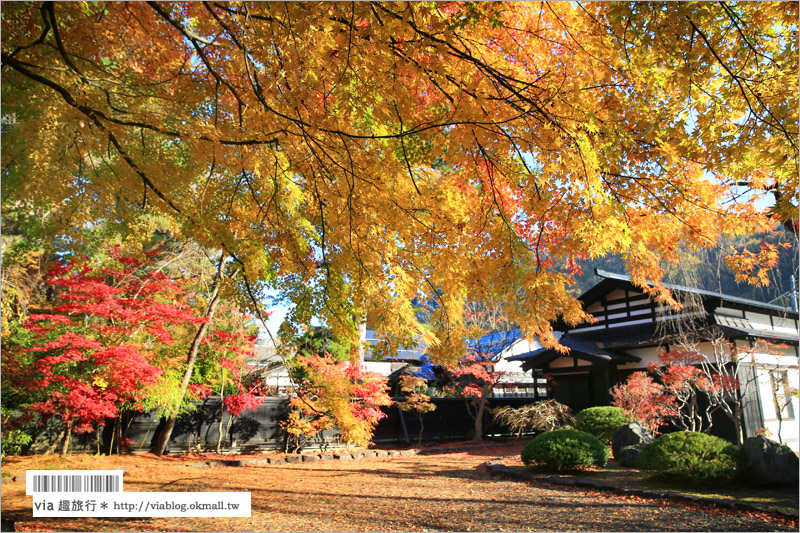 秋田角館旅遊》角館武家屋敷賞楓～『奧州小京都』秋季紅葉綻放～七彩繽紛的角館美極了！