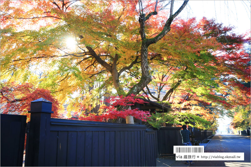 秋田角館旅遊》角館武家屋敷賞楓～『奧州小京都』秋季紅葉綻放～七彩繽紛的角館美極了！