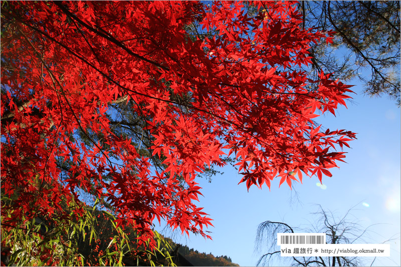 秋田角館旅遊》角館武家屋敷賞楓～『奧州小京都』秋季紅葉綻放～七彩繽紛的角館美極了！