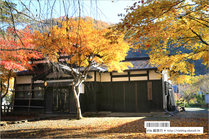 秋田角館旅遊》角館武家屋敷賞楓～『奧州小京都』秋季紅葉綻放～七彩繽紛的角館美極了！