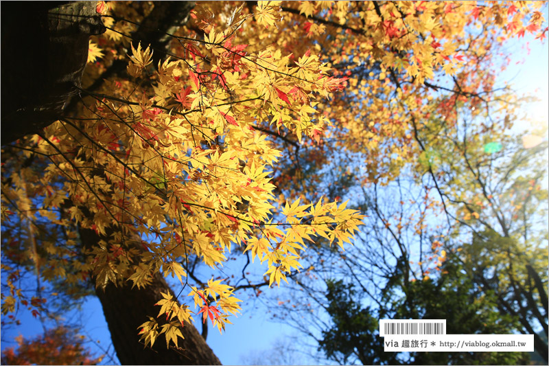 秋田角館旅遊》角館武家屋敷賞楓～『奧州小京都』秋季紅葉綻放～七彩繽紛的角館美極了！