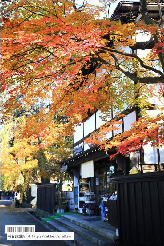 秋田角館旅遊》角館武家屋敷賞楓～『奧州小京都』秋季紅葉綻放～七彩繽紛的角館美極了！