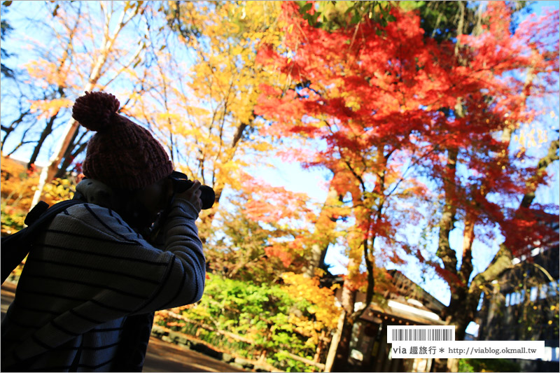 秋田角館旅遊》角館武家屋敷賞楓～『奧州小京都』秋季紅葉綻放～七彩繽紛的角館美極了！