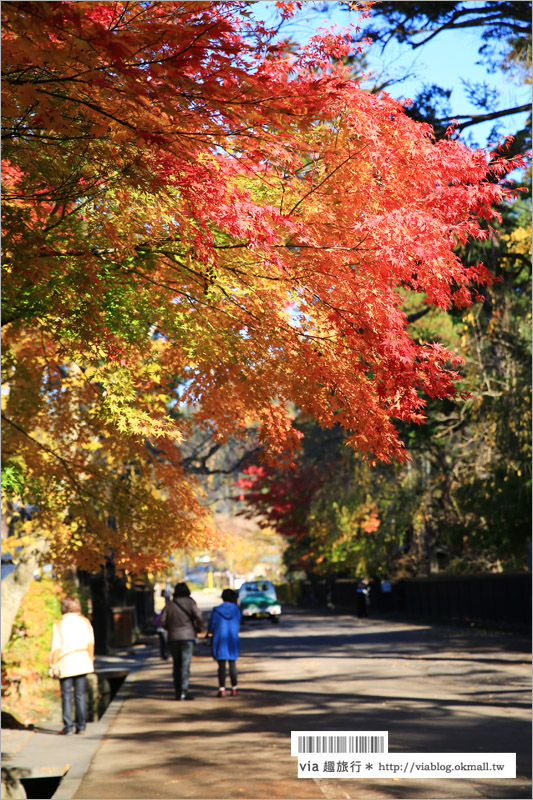 秋田角館旅遊》角館武家屋敷賞楓～『奧州小京都』秋季紅葉綻放～七彩繽紛的角館美極了！