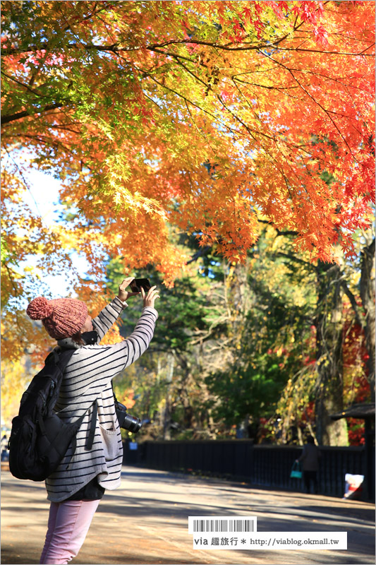 秋田角館旅遊》角館武家屋敷賞楓～『奧州小京都』秋季紅葉綻放～七彩繽紛的角館美極了！