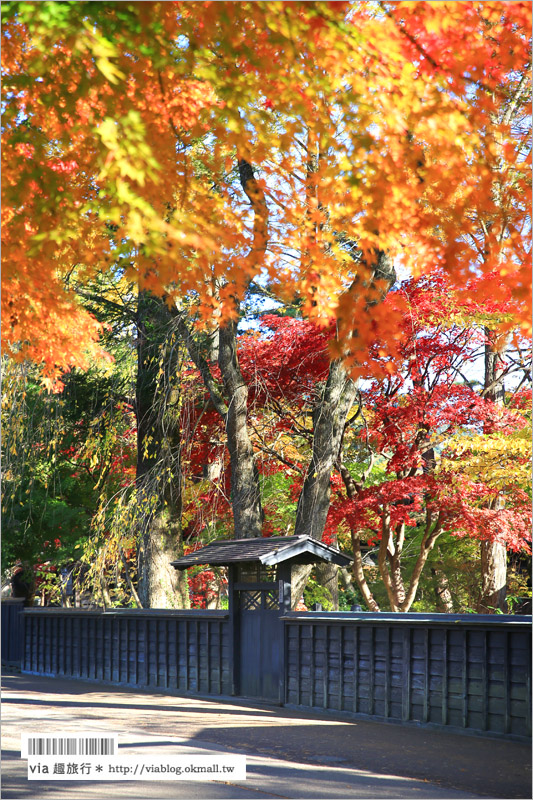 秋田角館旅遊》角館武家屋敷賞楓～『奧州小京都』秋季紅葉綻放～七彩繽紛的角館美極了！