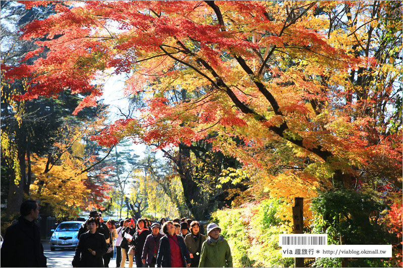 秋田角館旅遊》角館武家屋敷賞楓～『奧州小京都』秋季紅葉綻放～七彩繽紛的角館美極了！