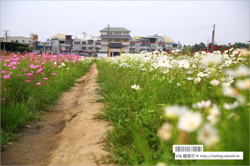 橋頭花海》高雄橋頭花海‧花田喜事～花樣橋頭！彩虹花田盛開中、出發旅行趣！