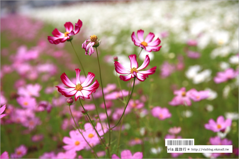 橋頭花海》高雄橋頭花海‧花田喜事～花樣橋頭！彩虹花田盛開中、出發旅行趣！