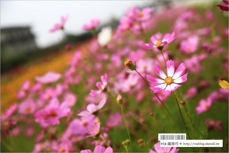 橋頭花海》高雄橋頭花海‧花田喜事～花樣橋頭！彩虹花田盛開中、出發旅行趣！