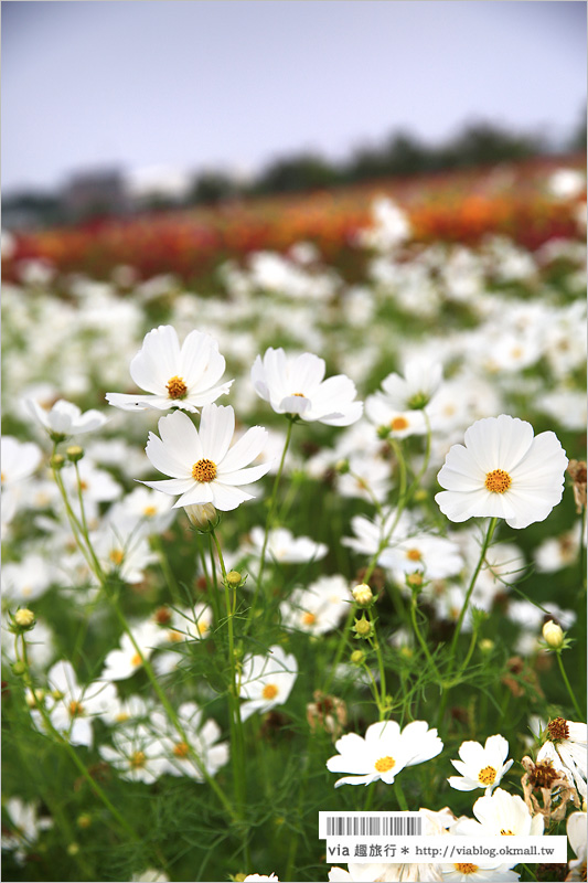 橋頭花海》高雄橋頭花海‧花田喜事～花樣橋頭！彩虹花田盛開中、出發旅行趣！